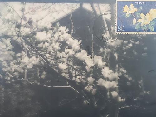 Cherry blossoms in full bloom on a window sill. Vintage style.