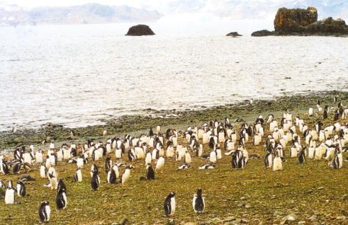 Gentoo penguin colony in the Antarctic Peninsula, Antarctica.