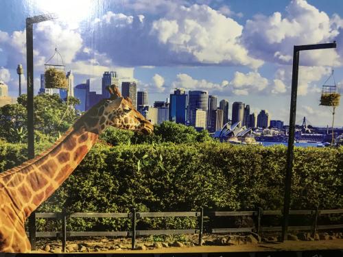 Giraffe in the zoo.