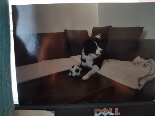 Cute black and white border collie puppy playing with a soccer ball in the living room