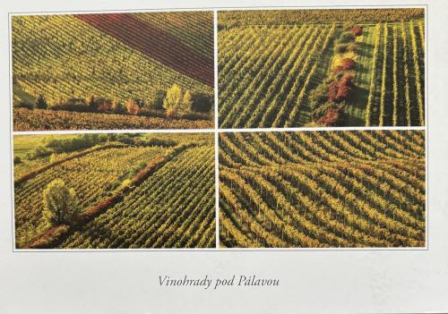 Vineyards in autumn. Vintage postcard. Retro style.