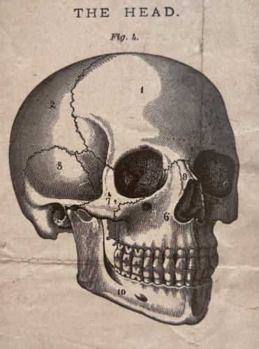 Human skull on old postcard from the 1800s, engraving