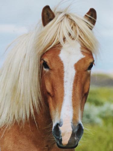 A head shot of a horse in the middle of the field.