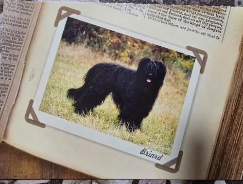 A black shaggy dog sits on an old photo album.