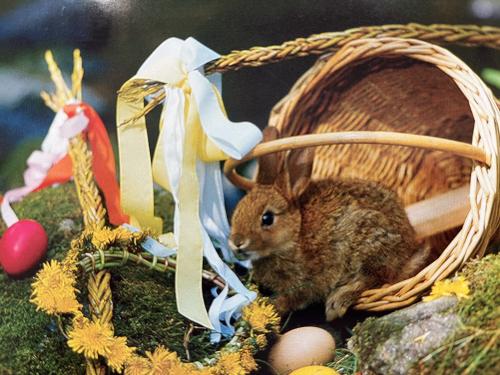 Easter decoration with rabbit and basket of eggs on green moss.