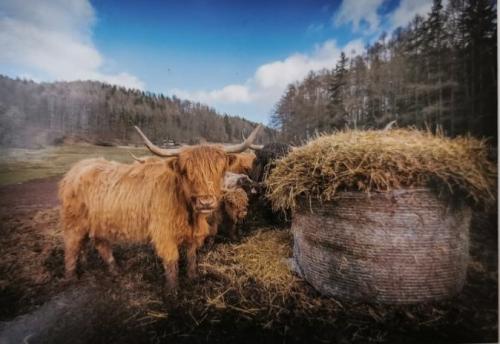 Scottish highland cattle on a meadow with haystacks