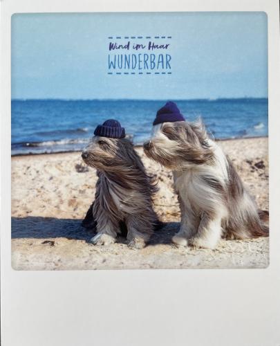 postcard with a photo of two dogs on the beach in winter