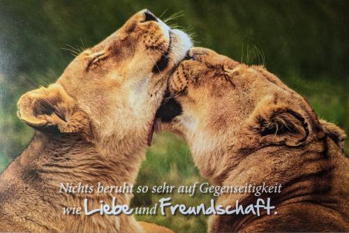 Lion and lioness kissing each other in the savanna of Africa