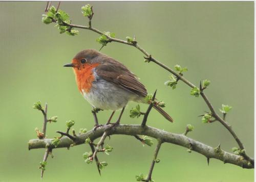 Robin (Erithacus rubecula) perched on a branch