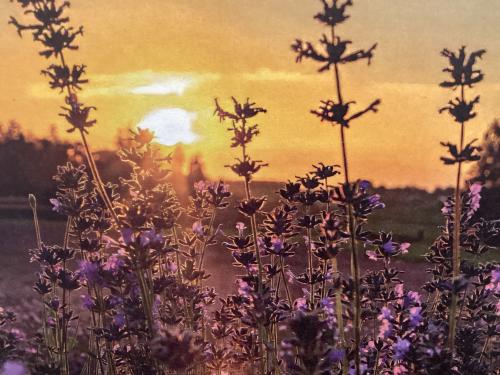 Lavender flowers in the field at sunset. Vintage style.