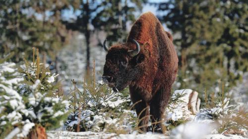 European bison (Bison bonasus). Wild animal in natural habitat.