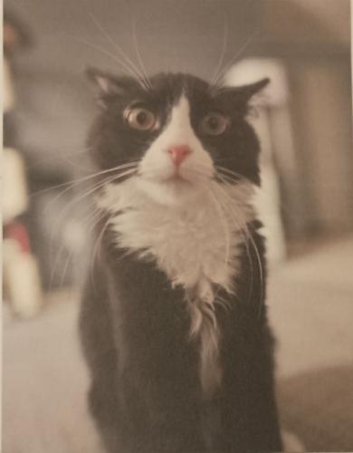 Black and white cat with a red nose looking at the camera.