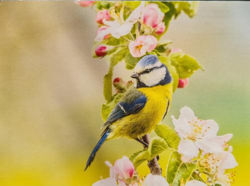 Blue tit on a branch of a blossoming apple tree in spring