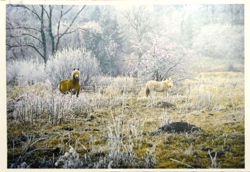Old photo of wild horses in a meadow covered with frost.