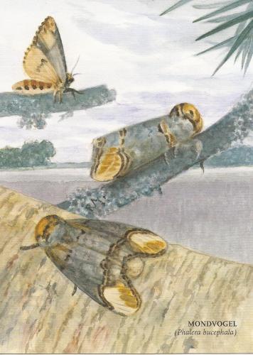 Butterflies on the branch of a tree. An hand drawn illustration.