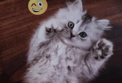 Fluffy cat with a smiley face on a wooden background.
