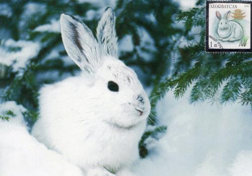 rabbit in the snow, christmas card with copy space for text