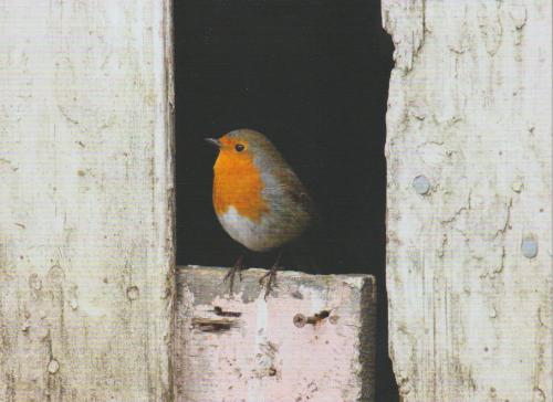 A robin bird perched on a wooden fence in a garden.