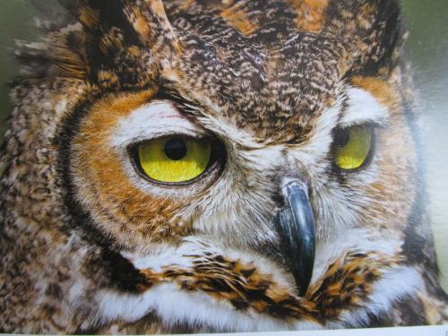 Great Horned Owl (Bubo virginianus). Wildlife animal.