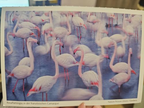 Flamingos in the Museum of Natural History, Istanbul, Turkey