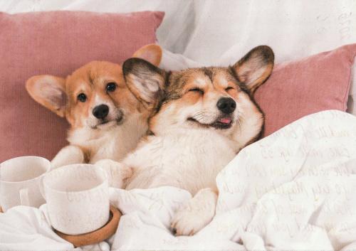 Cute welsh corgi puppies lying on the bed and drinking tea