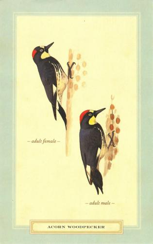 Postcard from the mid-19th century - woodpecker