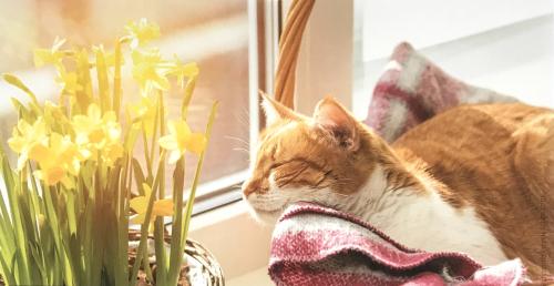 Cute ginger cat sleeping on the windowsill with yellow daffodils