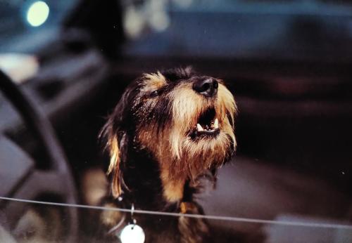 Yorkshire Terrier on the street looking out of the car window