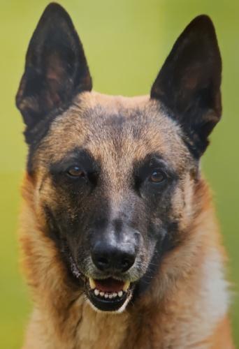 German shepherd dog portrait on green background. Shallow depth of field.