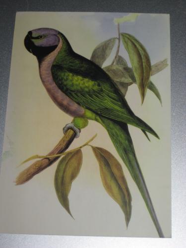 Tropical parrot on a branch of a tree with leaves
