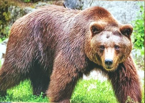 Grizzly Bear (Ursus arctos)