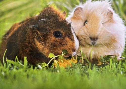 guinea pig and guinea pig eating grass on green grass background