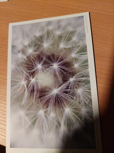 Dandelion seeds on wooden background. Taraxacum officinale