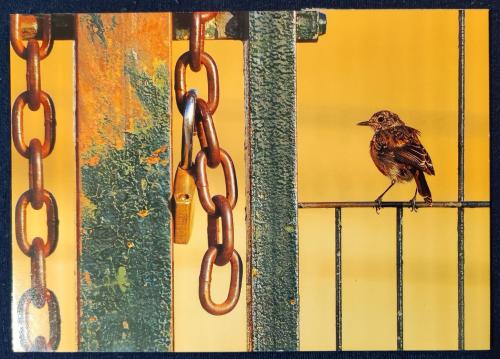 A bird on a chain on a yellow background with a padlock