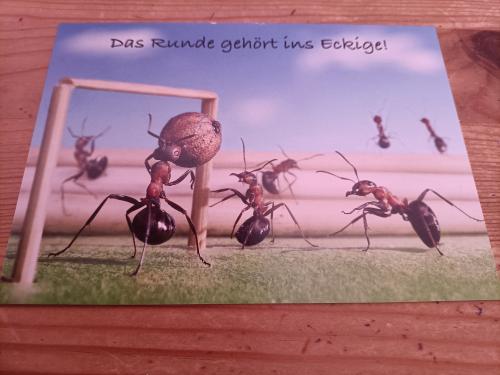 Ants on a picture frame. Ants on a wooden background