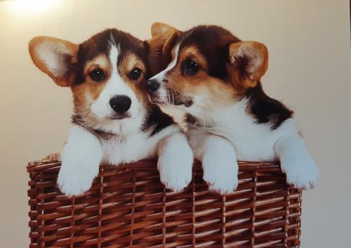 Two Welsh Corgi puppies in a basket on a white background