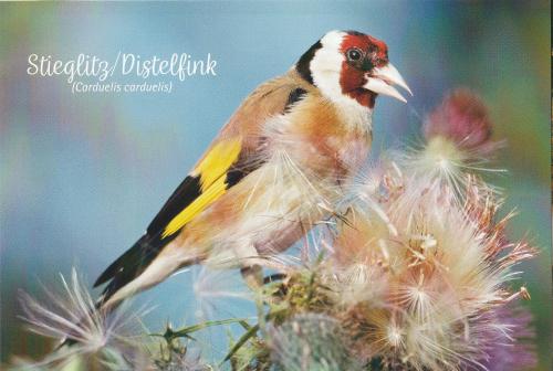 Goldfinch (Carduelis carduelis) sitting on a thistle