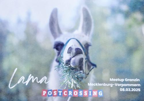 Llama with Christmas tree in the forest. Christmas card.