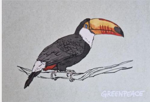 Toucan bird painting on old paper. Hand drawn illustration.