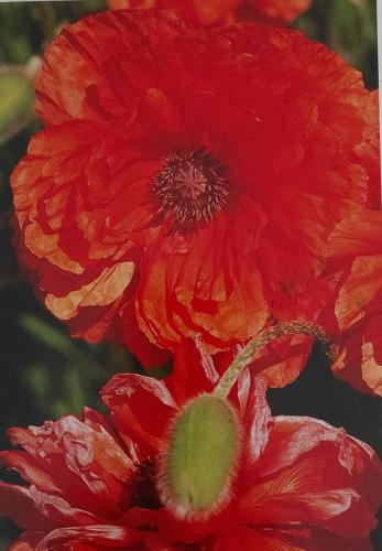 Red Poppy Flowers Blooming in The Garden, England, United Kingdom