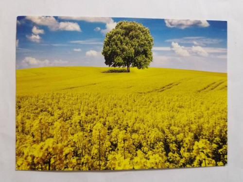 A photo of a tree in a field of rapeseed in spring