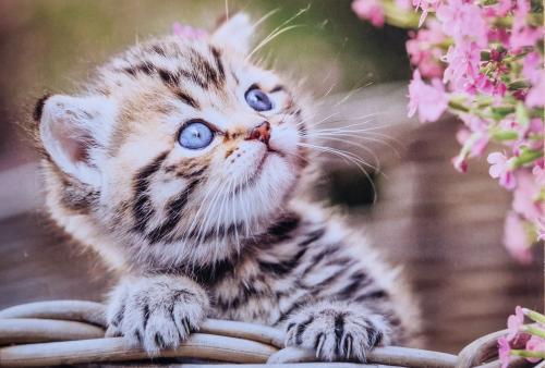 Cute little bengal kitten with blue eyes in the garden