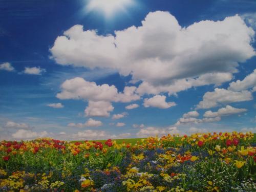 Colorful spring meadow with flowers and blue sky with white clouds