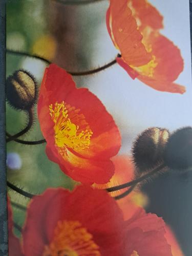 poppies in a vase on a window background. High quality photo