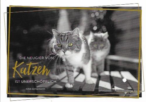 A stamp printed in Kazakstan shows cat, circa 1980