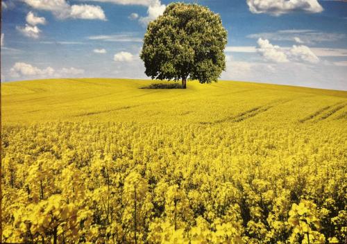 A single tree in a field of rapeseed in the spring.
