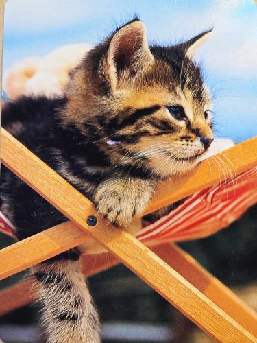 Cute bengal kitten in a hammock looking at the camera