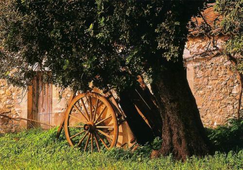 Old wooden wheel in a green meadow under a big tree.
