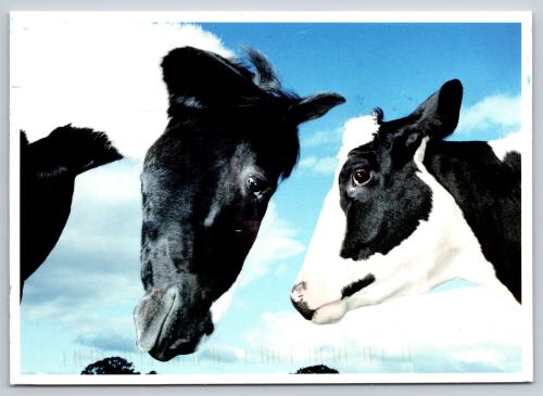 Calf and cow on a background of blue sky with clouds.