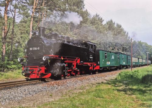 Steam locomotive on a narrow gauge railroad in a pine forest.